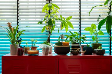 İçerideki Bitkiler Kırmızı Kabinede Pencereden Parlak Doğal Işık