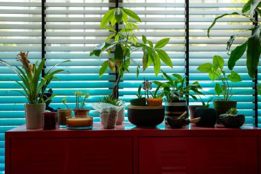 İçerideki Bitkiler Kırmızı Kabinede Pencereden Parlak Doğal Işık