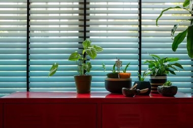 İçerideki Bitkiler Kırmızı Kabinede Pencereden Parlak Doğal Işık