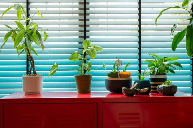 İçerideki Bitkiler Kırmızı Kabinede Pencereden Parlak Doğal Işık