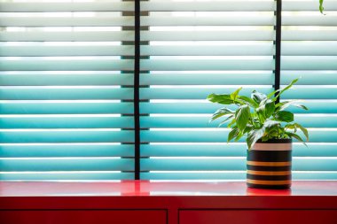 Mavi Louvered Penceresi 'ndeki Kırmızı Kabine' de Tek Saksı Bitkisi