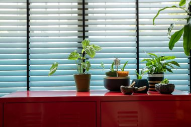 İçerideki Bitkiler Kırmızı Kabinede Pencereden Parlak Doğal Işık