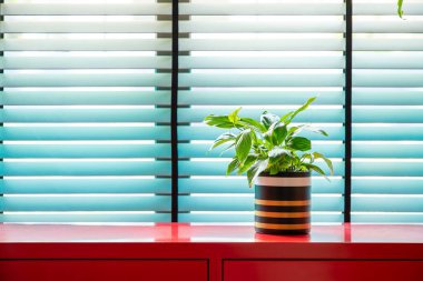 Mavi Louvered Penceresi 'ndeki Kırmızı Kabine' de Tek Saksı Bitkisi