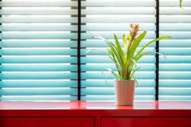 Mavi Louvered Penceresi 'ndeki Kırmızı Kabine' de Tek Saksı Bitkisi