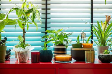 İçerideki Bitkiler Kırmızı Kabinede Pencereden Parlak Doğal Işık