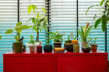 İçerideki Bitkiler Kırmızı Kabinede Pencereden Parlak Doğal Işık