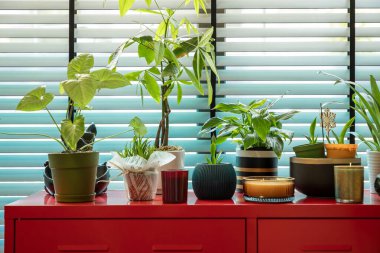 İçerideki Bitkiler Kırmızı Kabinede Pencereden Parlak Doğal Işık