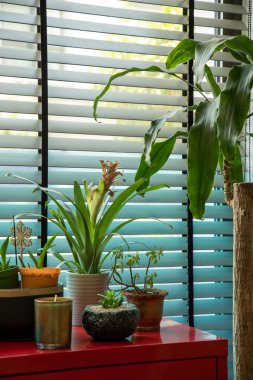 Güneşli Pencere kenarındaki Kırmızı Masadaki Kapalı Bitkiler, jaluzili, dikey fotoğraf, ceset yok..