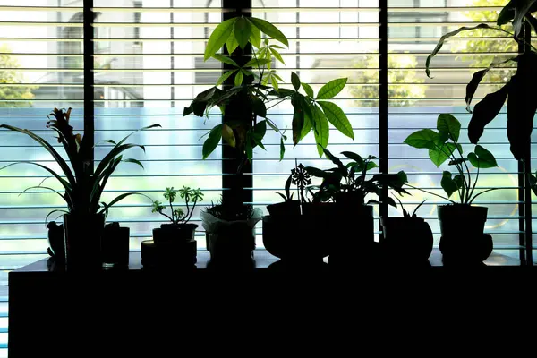 Parlak Pencereye Karşı Siluette Kapalı Bitkiler