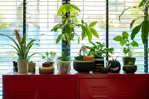 İçerideki Bitkiler Kırmızı Kabinede Pencereden Parlak Doğal Işık