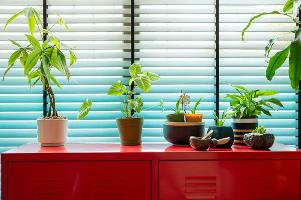 İçerideki Bitkiler Kırmızı Kabinede Pencereden Parlak Doğal Işık