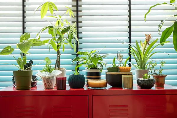 İçerideki Bitkiler Kırmızı Kabinede Pencereden Parlak Doğal Işık