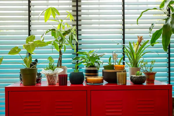 İçerideki Bitkiler Kırmızı Kabinede Pencereden Parlak Doğal Işık