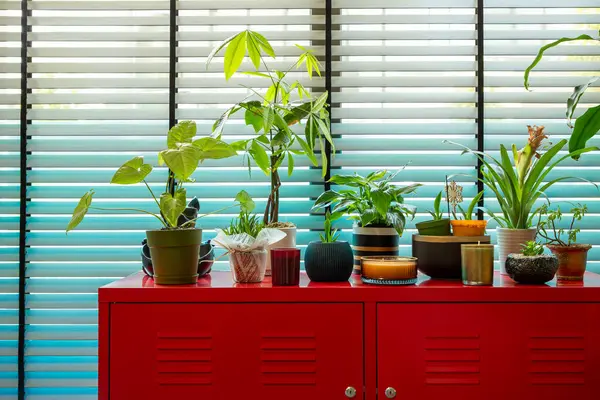 İçerideki Bitkiler Kırmızı Kabinede Pencereden Parlak Doğal Işık