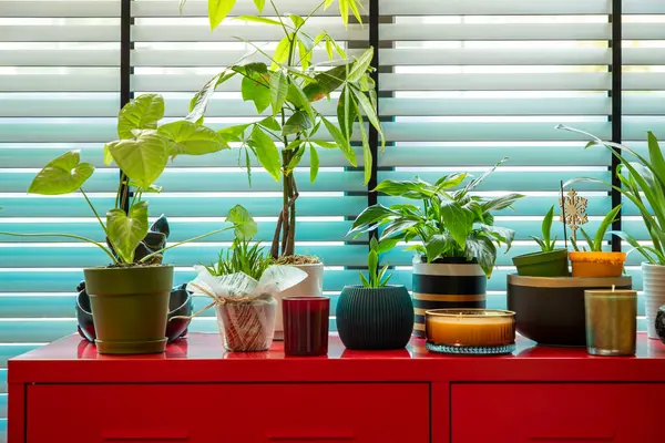 İçerideki Bitkiler Kırmızı Kabinede Pencereden Parlak Doğal Işık