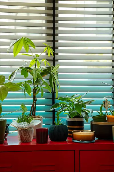 Güneşli Pencere kenarındaki Kırmızı Masadaki Kapalı Bitkiler, jaluzili, dikey fotoğraf, ceset yok..