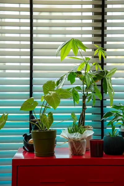 Güneşli Pencere kenarındaki Kırmızı Masadaki Kapalı Bitkiler, jaluzili, dikey fotoğraf, ceset yok..