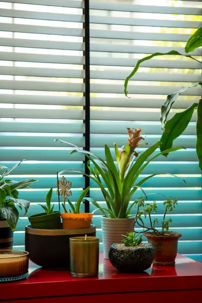 Güneşli Pencere kenarındaki Kırmızı Masadaki Kapalı Bitkiler, jaluzili, dikey fotoğraf, ceset yok..