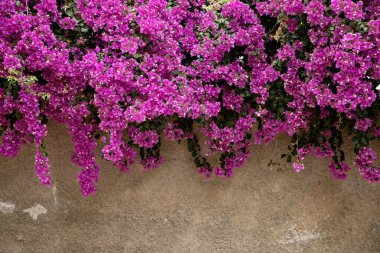 Güzel Pembe Bougainvillea Çiçekleri Kırsal Duvara Karşı Asılı