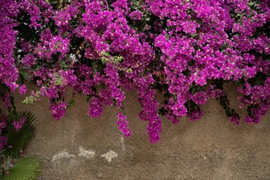 Güzel Pembe Bougainvillea Çiçekleri Kırsal Duvara Karşı Asılı