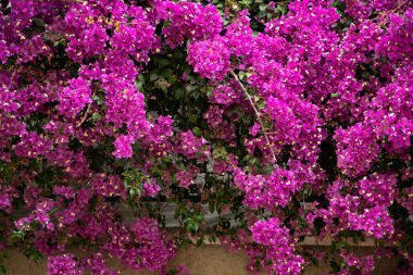 Canlı Pembe Bougainvillea Bahçenin Duvarını Kaplayan Çiçekler