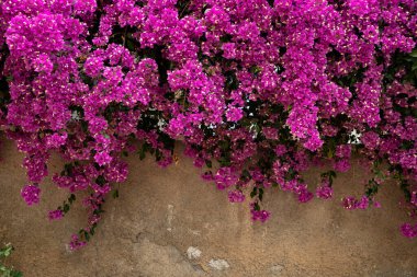 Güzel Pembe Bougainvillea Çiçekleri Kırsal Duvara Karşı Asılı