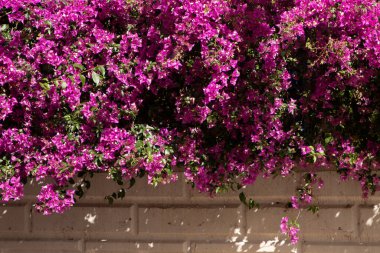 Canlı Pembe Bougainvillea Bahçenin Duvarını Kaplayan Çiçekler
