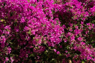 Canlı Pembe Bougainvillea Bahçenin Duvarını Kaplayan Çiçekler