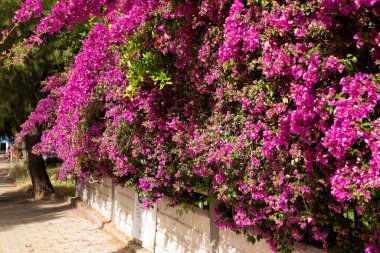 Canlı Pembe Bougainvillea Bahçenin Duvarını Kaplayan Çiçekler