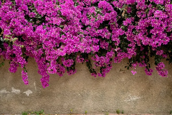 Güzel Pembe Bougainvillea Çiçekleri Kırsal Duvara Karşı Asılı
