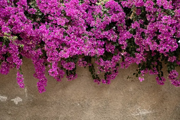 Güzel Pembe Bougainvillea Çiçekleri Kırsal Duvara Karşı Asılı