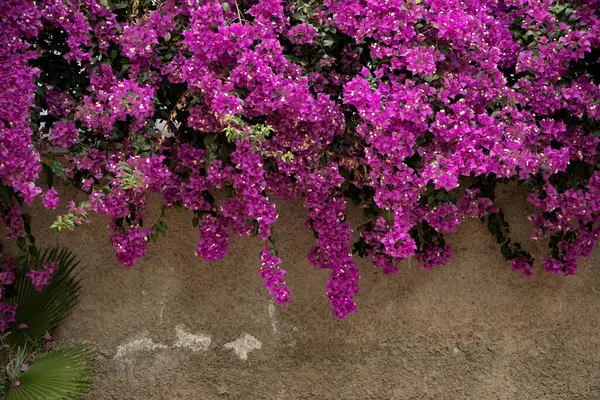 Güzel Pembe Bougainvillea Çiçekleri Kırsal Duvara Karşı Asılı