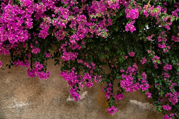 Güzel Pembe Bougainvillea Çiçekleri Kırsal Duvara Karşı Asılı