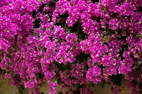 Canlı Pembe Bougainvillea Bahçenin Duvarını Kaplayan Çiçekler