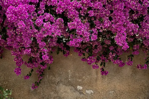 Güzel Pembe Bougainvillea Çiçekleri Kırsal Duvara Karşı Asılı