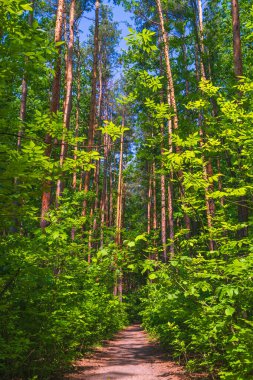 Yeşil Orman 'dan geçen Manzaralı Orman Yolu. Yüksek kalite fotoğraf
