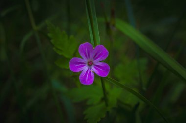 Koyu yeşil arka plandaki Vahşi Pembe Orman Çiçeğinin Yakın Çekimi. Yüksek kalite fotoğraf