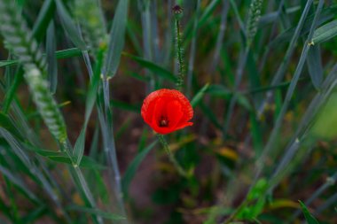 Gezegenimizin güzel doğası. Yüksek kalite fotoğraf