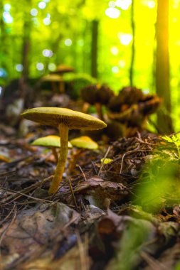 Yaprak kaplı topraktan çıkan düşük açılı bir mantar ormanı görüntüsü. Güneş ışığı yukarıdaki yeşil ağaçların arasından süzülür, mantarların dokusunu vurgular ve doğal, topraksı bir atmosfer yaratır..