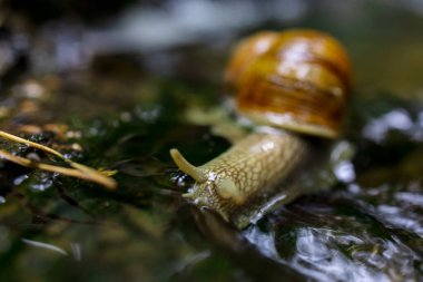 Doğadaki Küçük Şelale 'de Sürünen Salyangoz. Yüksek kalite fotoğraf