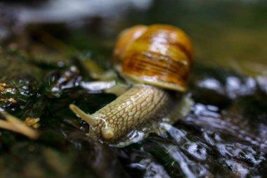 Doğadaki Küçük Şelale 'de Sürünen Salyangoz. Yüksek kalite fotoğraf