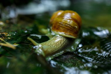 Doğadaki Küçük Şelale 'de Sürünen Salyangoz. Yüksek kalite fotoğraf