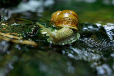 Doğadaki Küçük Şelale 'de Sürünen Salyangoz. Yüksek kalite fotoğraf