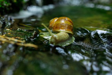 Doğadaki Küçük Şelale 'de Sürünen Salyangoz. Yüksek kalite fotoğraf