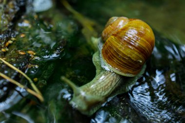 Doğadaki Küçük Şelale 'de Sürünen Salyangoz. Yüksek kalite fotoğraf