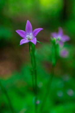 Koyu yeşil arka plandaki Vahşi Pembe Orman Çiçeğinin Yakın Çekimi. Yüksek kalite fotoğraf