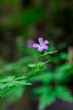 Koyu yeşil arka plandaki Vahşi Pembe Orman Çiçeğinin Yakın Çekimi. Yüksek kalite fotoğraf