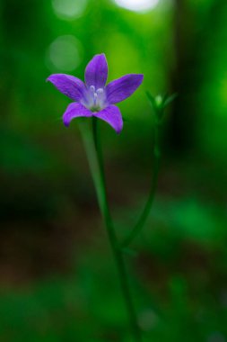 Koyu yeşil arka plandaki Vahşi Pembe Orman Çiçeğinin Yakın Çekimi. Yüksek kalite fotoğraf