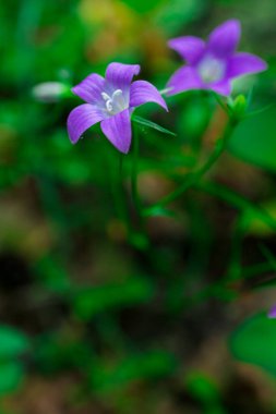 Koyu yeşil arka plandaki Vahşi Pembe Orman Çiçeğinin Yakın Çekimi. Yüksek kalite fotoğraf
