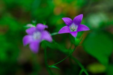 Koyu yeşil arka plandaki Vahşi Pembe Orman Çiçeğinin Yakın Çekimi. Yüksek kalite fotoğraf